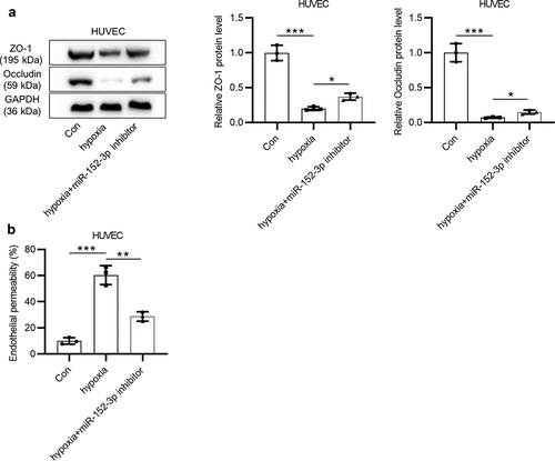 Figure 2. Inhibition of miR-152-3p alleviates hypoxia-induced endothelial permeability of HUVECs. (a) Western blot analysis was employed to examine levels of tight junction proteins (ZO-1 and occludin) in HUVECs under hypoxia. Each experiment was performed in triplicate. (b) Endothelial permeability of indicated cells was detected utilizing endothelial cell permeability in vitro assays. the assay was performed in thrice. *p < 0.05, **p < 0.01, ***p < 0.001