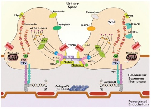 Figure 1 Proteins involved in single-gene causes and pathogenic pathways of SRNS.