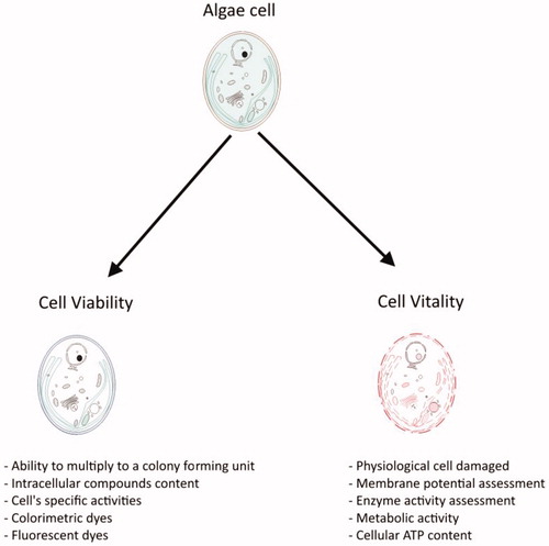 Figure 1. Comparison between cell viability and vitality.