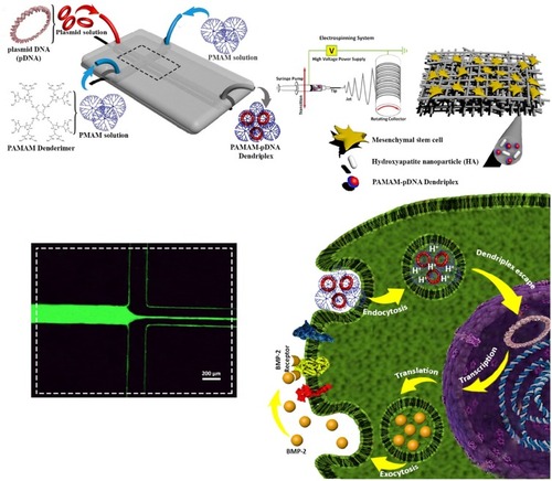 Scheme 1 Schematic representation of MF preparation of DPs, scaffolds fabrication, transfection mechanism of DPs, release mechanism of BMP-2 and fluorescence image of the FITC stream which hydrodynamically focused with water (scale bar 200 µm).