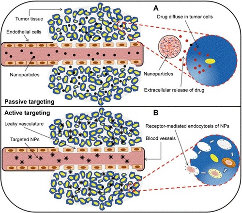 Figure 2 In passive targeting (A), drug targeting can be described as passive when nanoparticles diffused via the leaky tumor vessels. While in active targeting (B), drug delivery took place when the ligands of the nanocarriers were attached to the receptor on the tumor cells.Notes: Reprinted by permission from Springer Nature Customer Service Centre GmbH: Springer Nature. Systemic targeting systems-EPR effect, ligand targeting systems. By Pawar PV, Domb AJ, Kumar N. In: Domb AJ, Khan W, editors. Focal Controlled Drug Delivery. Boston, MA: Springer US; 2014:61–91. Copyright 2014.Citation75Abbreviation: NP, nanoparticle.