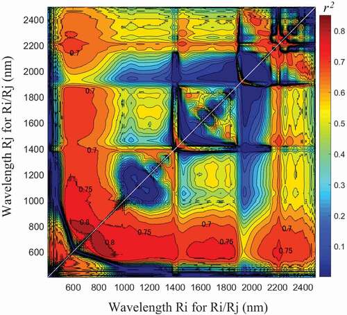 Figure 3. RSI map of the relationship between SC values and RSI (Ri, Rj) using the combination of two wavebands (Ri, Rj) from the entire reflectance spectra. This contour map shows the predictive ability (r2) of SC values by RSI (Ri, Rj) (n = 60)