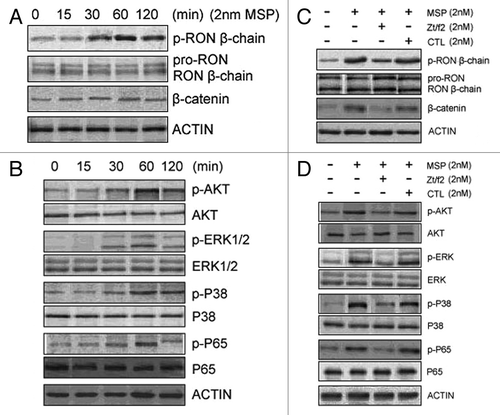 Figure 4. Zt/f2 inhibits RON phosphorylation and downstream signaling. (A, B) Macrophage-stimulating protein (MSP)-induces phosphorylation of RON and downstream signaling proteins in Raji cells. Cells were stimulated with MSP (2 nM) for different periods of time. Phosphorylation of RON at tyrosine residues was detected by western blotting with the mAb PY-100, which is specific for phospho-tyrosine residues. β-Catenin and phosphorylated/total Akt, ERK1/2, p38 and p65 were also measured by western blotting using specific antibodies. Actin was used as a loading control. (C, D) RON inhibition by Zt/f2 inhibits phosphorylation of Akt, Erk1/2, P38 and P65 in Raji cells. Cells were treated with 2 nM MSP, 2 nM Zt/f2 or both for 60 min followed by western blot analysis using antibodies specific to phosphorylated and total RON, Akt, Erk1/2, P38, P65 and β-catenin.