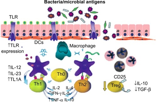 Figure 1 Triggering of immune response in Crohn’s disease. The main molecules involved are TGF-β, Tregs, TLR, DCs, Th cells, and TL1A.Note: Reprinted from Cobrin GM, Abreu MT. Defects in mucosal immunity leading to Crohn’s disease. Immunol Rev. 2005;206:277–295.Citation20 Copyright © 2005, John Wiley and Sons.Abbreviations: DCs, dendritic cells; TGF-β, transforming growth factor beta; Tregs, regulatory T-cells; TLR, Toll-like receptors; Th, T-helper; TL1A, TNF-like ligand 1A; IL, interleukin; TNF-α, tumor necrosis factor alpha; IFN-γ, interferon gamma.