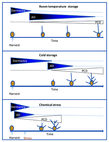 Figure 1. Schematic representation of dormancy release and loss of apical dominance (AD) as a result of potato tuber storage at room temperature or in the cold, or following a specific chemical stress.