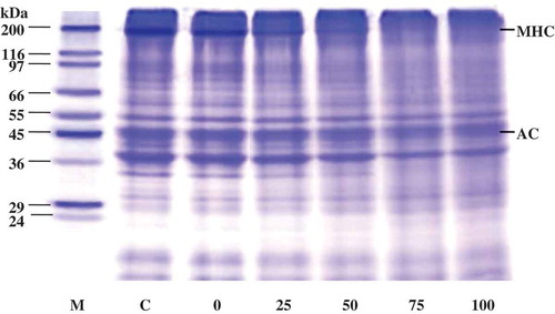 Figure 6. SDS-PAGE patterns of starry triggerfish muscle with liver enzyme from ATPS fraction (top phase of system 25% PEG1000-20% NaH2PO4, pH 7.0). The hydrolytic reaction was performed at pH 8.5, 55°C. Numbers designate the enzyme level (unit). M: molecular weight standard; C: control MHC: myosin heavy chain; AC: actin.