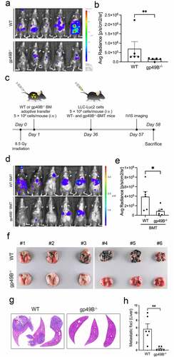 Figure 1. Gp49B genetic deficiency decreases tumor metastases in tumor-bearing mice. (a) WT and gp49B−/− mice (n = 5 mice per group) were intravenously injected with LLC-Luc2 cells (5 × 105 cells per mouse) for 21 days. In vivo bioluminescence imaging of LLC-Luc2 tumor metastases in mice was detected using the IVIS Spectrum in vivo imaging system. (b) Graph showing bioluminescence measurements of IVIS image mice as average radiance (photons/s/cm2/steradian) corresponding to (a). (c) Schematic of adoptive transfer and tumor inoculation. Bone marrows cells from WT or gp49B−/− donor mice were adoptively transferred into irradiated B6 mice (n = 6 mice per group) by tail vein injection. After 36 days, mice were inoculated with LLC-Luc2 cells and monitored for tumor metastasis. (d) In vivo bioluminescence image of tumor metastasis in WT (above) and gp49B−/− (below) BMT mice (n = 6 mice per group) challenged with LLC-Luc2 cells for 21 days. (e) Quantification of average radiance (photons/s/cm2/steradian) from IVIS imaged mice as shown in (d) (f-h) Tumor nodules formed on lung surface (f) and H&E stained liver sections (g and h) from WT and gp49B−/− mice (n = 6 mice per group) challenged with B16F10 cells for 21 days. All numerical data are represented as mean ± SEM. *p < .05, **p < .005 calculated by unpaired t-test.