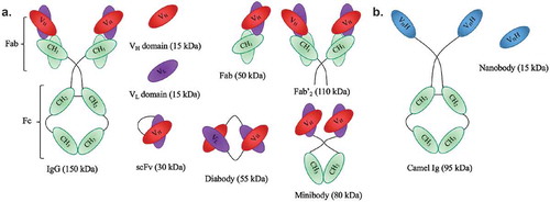 Figure 1. Schematic representation of antibodies and their derived antigen-binding fragments. a. Conventional mAb and the derived Fab, scFv, Fv domains VL or VH, Fab’2, minibody and diabody. b. Camelid heavy-chain-only antibody and its VHH (also known as nanobody).