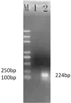 Figure 1. Amplification product of the target fragment of protein disulphide isomerase (PDI).Note: DNA marker Trans 2000 plus (M); negative control (1); and the PDI amplification product (2).