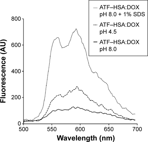 Figure S5 Fluorescence spectrum measurements of ATF–HSA:DOX under three different conditions.Notes: ATF–HSA:DOX was kept at a constant concentration 5 μM, λex=490 nm under each condition. The low pH (4.5) condition increased the DOX fluorescence (dashed line) compared to the neutral pH fluorescence (solid line), showing the partial release of DOX from the ATF–HSA:DOX complex at a low pH. The complete release of DOX requires the denaturing of ATF–HSA:DOX complex by 1% SDS (dotted line).Abbreviations: ATF, amino-terminal fragment of urokinase; DOX, doxorubicin; HSA, human serum albumin; SDS, sodium dodecyl sulphate.