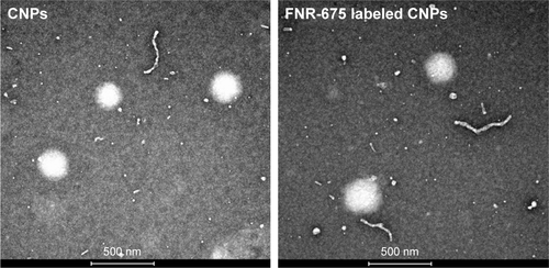 Figure S1 TEM images of CNPs with and without FNR-675 dye labeling.