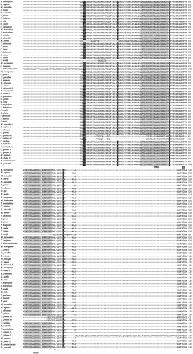 Figure 1. Multiple alignment of QRFPR amino acid sequences from mammal species using the T-coffee program. The gray background alignment regions refer to the TMDs. Boxed letters refer to the amino acids that play a crucial role in G protein coupling and receptor activation. The disulfide bridge between the two C residues located in the first and second extracellular loops is indicated by the letter “B”.