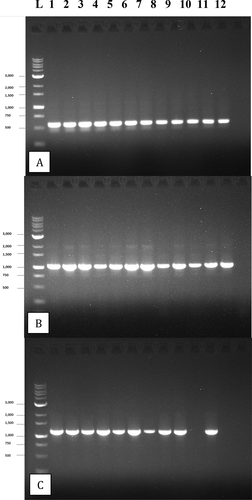 Fig. 5 PCR gel electrophoresis of 12 isolates of B. cinerea after amplification with the following primers: a, ITS1-5.8S-ITS2 region of rDNA producing a band size of approx. 650 bp; b, the glyceraldehyde-3-phosphate dehydrogenase (G3PDH) gene producing a band size of approx. 1050 bp; c, the heat shock 60 (HSP) gene producing a band size of approx. 1100 bp. Failed reactions can be seen in lanes 10 and 12 of (c)
