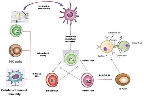 Figure 2. Schematic representation of BCG-triggered immune response in cell-mediated immunity