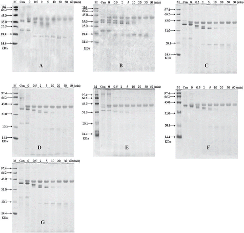 FIGURE 4 SDS-PAGE analysis of SGF digestion on crustacean protein extracts. In the control experiments (Con) pepsin was excluded. The digest was withdrawn at different time intervals (0.5, 1, 2, 5, 10, 15, 30, and 60 min). M, molecular weight proteins; Con, the eatracts of no pepsin; (A) White-leg shrimp (Penaeus vannamei); (B) female Chinese shrimp (Penaeus chinensis); (C) male Chinese shrimp(Penaeus chinensis); (D) Southern rough shrimp (Trachypenaeus curvirostris); (E) Acetes chinensis; (F) Mantis shrimp (Squilla oratoria); (G) Crawfish (Procambarus clarkii).