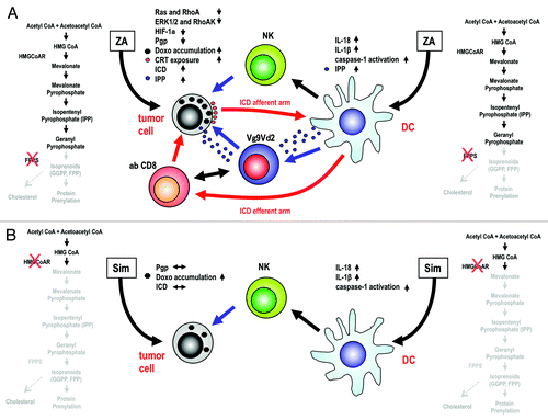 Figure 1. Consequences of mevalonate pathway inhibition in malignant cells and dendritic cells with zoledronic acid or simvastatin. (A) In tumor cells, the zoledronic acid (ZA)-mediated inhibition of farnesyl pyrophosphate (FPP) synthase (FPPS) results in decreased hypoxia-inducible factor 1α (HIF-1α) activity and limited P-glycoprotein (Pgp) expression, thus favoring the intracellular accumulation of doxorubicin (Doxo) and calreticulin (CRT) exposure. In this setting, dying cancer cells are engulfed by dendritic cells (DCs), representing the afferent arm of immunogenic cell death (ICD), and become able to prime antitumor cytotoxic T-cell responses, the efferent arm of ICD. ZA also induces the intracellular accumulation and release of isopentenyl pyrophosphate (IPP), leading to an increased functional activation of Vγ9Vδ2 T cells. In DCs, the ZA-dependent deprivation of isoprenoids stimulated the caspase-1-dependent production of interleukin (IL)-1β and IL-18, in turn promoting the activation of natural killer (NK) cells. ZA-treated DCs also release IPP, further activating Vγ9Vδ2 T cells, which are potent adjuvants for MHC-restricted αβ CD8+ T as well as NK cells. Thus, the afferent and efferent arms of ICD are boosted by the activation of Vγ9Vδ2 T cells. (B) The administration of simvastatin (Sim) to malignant cells inhibits cholesterol synthesis and hence limits the activity of the Pgp, thus favoring (to some extent) the intracellular accumulation of Doxo. However, Sim fails to decrease Pgp expression levels, to stimulate CRT exposure and to promote ICD. Moreover, the Sim-dependent inhibition of 3-hydroxy-3-methylglutaryl-CoA (HMGCoA) reductase (HMGCoAR) is not associate with the accumulation/release of IPP, implying that Sim is incapable of functionally recruiting Vγ9Vδ2 T cells. CoA, coenzyme A; GGPP, geranylgeranyl pyrophosphate.
