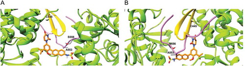 Figure 4. Location of residues 445, 553 and 556 in the dasabuvir binding site. (a) Front view and (b) Back view. In the picture, the β-hairpin loop is colored in yellow and the C-terminal tail in purple. As it can be seen, both the β-hairpin loop and C-terminal domain form a predominant part of the dasabuvir (colored in orange) binding site.