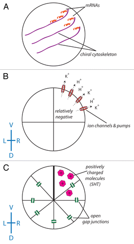Figure 2. The role of ion flux in the intracellular model of LR asymmetry. (A) A chiral cytoskeleton asymmetrically distributes mRNAs that encode a number of ion transporters including H+ pumps and K+ channels. (B) The biased expression of these ion transporters in the ventral right blastomere establishes a LR difference in resting potential between the L and R sides (due to the flow of positive ions from the ventral right side of the embryo, the blastomeres in this part of the embryo become relatively negative). (C) With the exception of the ventral-most blastomeres, all of the blastomeres of the embryo are connected via a series of open gap junctions. The relatively negative nature of the ventral right blastomere establishes a net flow of positively charged signaling molecules such as serotonin to this portion of the embryo.Citation192-Citation195 While this scheme illustrating the amplification of cell chirality into multi-cellular gradients has best been worked out in Xenopus, it remains to be tested in other model species to determine how similar physiological pathways could map onto phyla with different bodyplans.