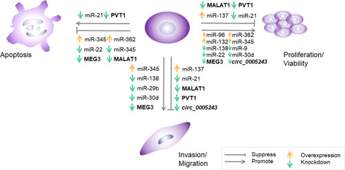 Figure 1 Effects of aberrantly expressed ncRNAs on trophoblast cells in GDM.