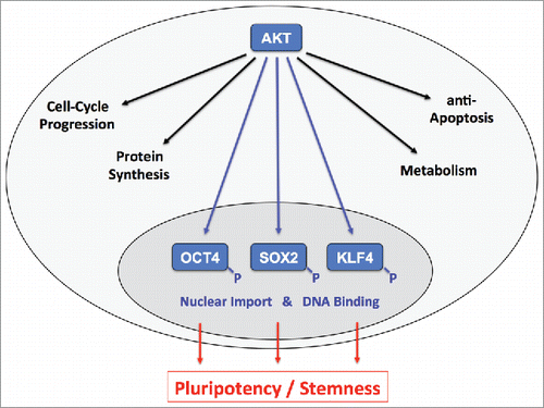 Figure 1. The Ser/Thr kinase AKT is a dominant upstream mediator of various cellular effects including cell-cycle progression, protein synthesis, anti-apoptosis and metabolism. Schulze-Osthoff and team now deciphered AKT-dependent phosphorylation patterns within the key pluripotency-inducing transcription factors OCT4, SOX2 and KLF4.Citation6 Suggesting immediate regulatory significance, the identified modification sites cluster in sequence elements implicated in nuclear transport and DNA binding (blue). These results are in line with recent reports on functional roles of AKT signaling in pluripotency and stemness (red). Cytoplasm (faint gray), nucleus (dark gray).