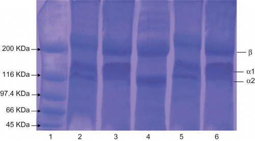 Figure 2 SDS-PAGE patterns of ASC and PSC of horse mackerel and croaker on 8% gel. Lane 1: marker; Lane 2: collagen type I; Lane 3: ASC HM; Lane 4: PSC HM; Lane 5: ASC CR; Lane 6: PSC CR. (Color figure available online.)