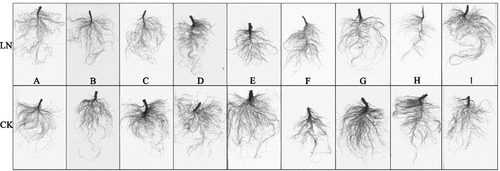 Figure 2. Effect of LN on the root morphology of the nine sugar beet genotypes.