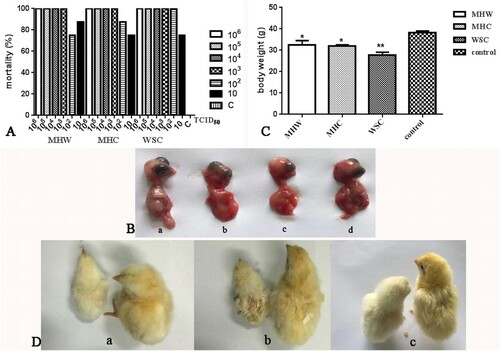 Figure 4. Mortality and growth depression of SPF chicken embryos infected with CAstV strains. (A) Mortality of the chicken embryos infected with strains at different titres. (B) Haemorrhage and growth depression in dead embryos at 4 days post-infection with CAstV strains: (a) uninfected; (b) strain MHW; (c) strain MHC; (d) strain WSC. (C) Body weights of chickens infected with CAstV strains before hatching. (D) Growth depression and covering with white fluff in chicken (left) after hatching following infection with CAstV at the embryo stage, and the chicken on the right was uninfected. (a) strain MHW; (b) strain MHC; (c) strain WSC.