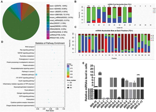 Figure 1. Analysis of miRNAs from Flag-GRSF1-RIP deep sequencing. (a) Venn diagram of differential RNA enrichment in the Flag-GRSF1-RIP complex. (b) First nucleotide bias of the novel miRNAs. (c) Nucleotide bias at each position of the novel miRNAs. (d) Statistics of pathway enrichment in the Flag-GRSF1-RIP complex. (e) RT-qPCR showed the levels of G-miRNAs in HeLa cells. Experiments were performed 3 times, and data are presented as means ± SD.*P < 0.05; **P < 0.01; ***P < 0.001; ns, not significant.