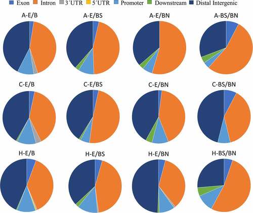 Figure 4. Pie charts showing the genomic location of DMRs found in relation to each brain tissue and experimental contrast.