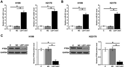 Figure 3 Overexpression of LEF1-AS1 led to downregulated PTEN but upregulated miR-221 in NSCLC cells. H1993 and H2170 cells were transfected with LEF1-AS1 expression vector, and the overexpression of LEF1-AS1 was confirmed by RT-qPCR at 48h post-transfection (A). RT-qPCR and Western blot was performed to analyze the effects of overexpressing LEF1-AS1 on the expression of miR-221 (B) and PTEN (C), respectively. All experiments were repeated 3 times and mean values were presented and compared. *p < 0.05.
