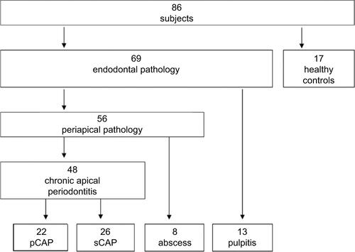 Figure S1 Overview of study subjects.Abbreviations: pCAP, primary chronic apical periodontitis; sCAP, secondary chronic apical periodontitis.