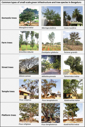 Figure 2. Types of small-scale green infrastructure and tree species considered in this study.