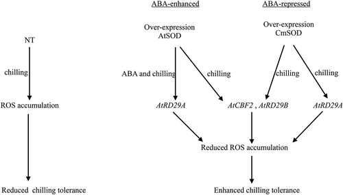 Figure 7. Abscisic acid (ABA)-sensitive AtRD29A, AtCBF2 and AtRD29B transcriptional regulation signaling pathways in transgenic Arabidopsis thaliana superoxide dismutase (AtSOD) and Cucurbita moschata (Cm)SOD Arabidopsis lines under chilling (4°C) treatment. The AtCBF2, AtRD29A, and AtRD29B genes were highly expressed in all transgenic lines compared to non-transgenic (NT) plants under chilling treatment. Overexpression of AtSOD activated expressions of downstream target genes by ABA-enhanced AtRD29A or ABA-repressed AtCBF2 and AtRD29B transcriptional regulation signaling pathways in transgenic Arabidopsis under chilling stress.