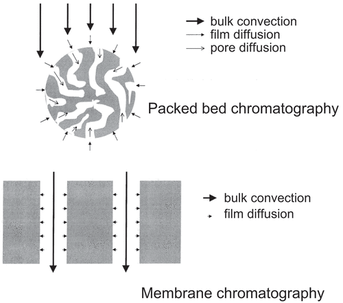 Figure 1. An idealized comparison between packed bed chromatography and membrane chromatography for solute transport. In reality, the membrane pores are more tortuous and varied in size. Reproduced from Ghosh et al. (2002)[Citation9 with permission from Elsevier.