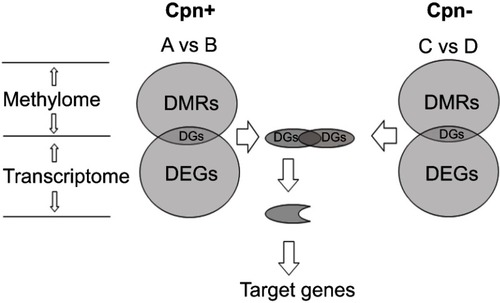 Figure 2 Schematic diagram of integrative methylome and transcriptome analyses.