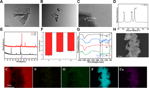 Figure 1 Characterization of nanoparticles (A) TEM image of BP NSs; (B) TEM and (C) HRTEM images of BCL; (D) Raman spectrum of BP NSs; (E) XRD patterns of BP NSs and BC; (F) Zeta potentials of BP, BC and BCL; (G) FT-IR spectrum of L-Arg, BP, BC and BCL; (H) SEM image and elemental mapping of BCL. C(red), N(yellow), O(green), P(blue) and Cu(purple).