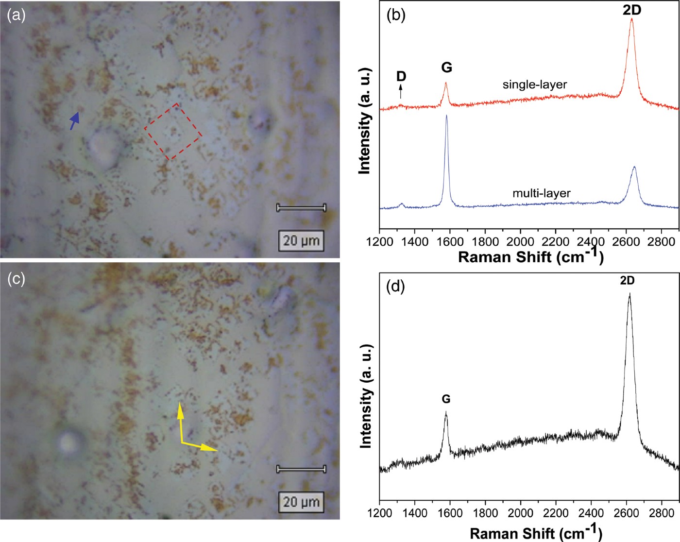 Figure 4. (a) Optical image of individual square graphene domains by Raman microscopy with a 50×objective lens. (b) Corresponding Raman spectra showing single-and multi-layer graphene on specific regions of the Cu surface as indicated by a dashed box and a blue arrow in (a). (c) Optical image of coalescing graphene domains by Raman microscopy with a 50×objective lens. (d) Corresponding Raman spectra showing single-layer graphene in merging regions as indicated by yellow arrows in (c).