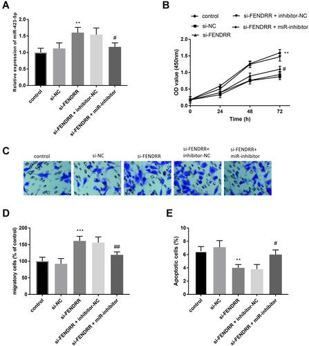 Figure 5 Each cell experiment was performed in 3 repetitions. (A) miR-inhibitor mitigated the increased miR-423-5p in cells caused by si-FENDRR. MiR-423-5p mediated the function of FENDRR on cell proliferation (B), cell migration (C and D), and cell apoptosis (E). **P < 0.01, ***P < 0.001, compared with the controls; #P < 0.05, ##P < 0.01, compared with the si-FENDRR group.