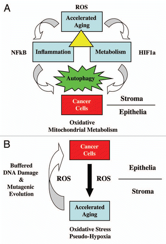 Figure 1 Accelerated aging drives DNA damage, inflammation, aerobic glycolysis and autophagy in the tumor microenvironment, fueling tumor progression and metastasis. See text for further details. (A) Cancer cells induce ROS production (accelerated aging) in adjacent normal fibroblasts, which results in NFκB-activation (inflammation) and HIF1-stabilization (cancer metabolism). Their combined effect drives autophagy in the tumor stroma. Stromal autophagy, via the production of high-energy nutrients (lactate, ketones and glutamine), stimulates oxidative mitochondrial metabolism in cancer cells. (B) Accelerated aging in fibroblasts produces ROS that induces DNA damage in fibroblasts and adjacent cancer cells (via a Bystander effect), fostering tumor-stroma co-evolution.