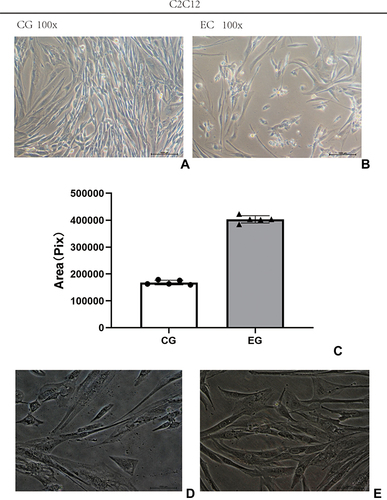 Figure 1 (A and B) The morphology of the C2C12 cell under a 100× microscope. (C) The mapping data of the cell area. (D and E) The morphology of the muscle cell fiber in the experimental group/control group under a 400× microscope.