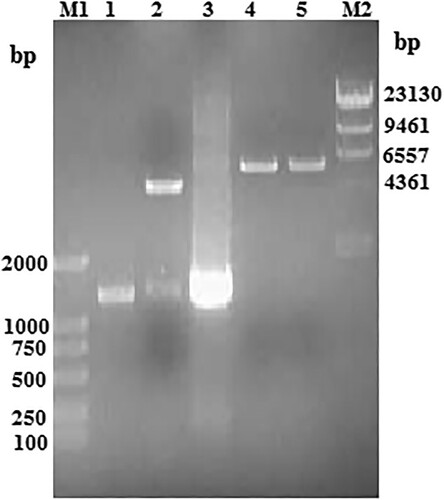 Figure 3. The recombinant plasmid pBV220–scFv–phoA identification using PCR and the digestion on agarose gel electrophoresis. Lane M1, DNA Marker 2000; lane M2, k-HindIII digest DNA Marker 23130; lane 1, puriﬁcation phoA gene; lane 2, BamHI and SalI digestion product of plasmid pBV220–scFv–phoA; lane 3, PCR product of plasmid pBV220–scFv–phoA; lane 4, BamHI digestion product of plasmid pBV220–scFv–phoA; lane 5, SalI digestion product of plasmid pBV220–scFv–phoA.