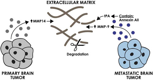 Figure 4. The effect of brain tumour-derived EVs on extracellular matrix. EVs derived from primary and metastatic brain tumour cells can increase the degradation of extracellular matrix directly through activation of tPA and indirectly via an increase in expression of MMPs.