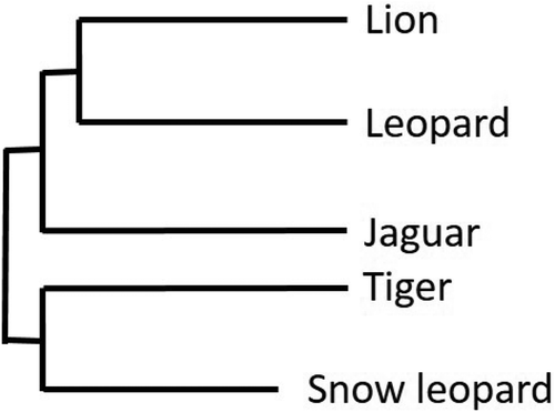 Figure 1. Felidae Panthera species tree showing that all big cats diverged from the remainder of modern Felidae about 11 million years ago (based on Davis et al., Citation2010, p. 71).