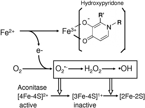 Figure 5. Hydroxypyridone/iron complex-dependent generation of reactive oxygen species.