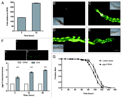 Figure 4. Transcription of host pgp-5 encoding the detoxification ABC-transporter was strongly induced in C. elegans infected by Bp R15. (A) qRT-PCR analysis of Bp R15-infected worms shows significant fold change of host pgp-5 transcription relative to E. coli-fed worms at 4 and 12 h of infection. Bars represent mean values ± SD. (B) Green fluorescence reflecting pgp-5 gene induction was weakly visible in uninfected ppgp-5::gfp transgenic worms. (C) However, at 28 h post-infection, the transgenic worms exhibited bright green fluorescence in the pharyngeal muscle, more prominently from the metacorpus to terminal bulb. Other loci of pgp-5 expression observed included (C--E) the entire intestine and (D) gonad. For (B--E), DIC images are displayed as insets either on the lower left or on upper right of the corresponding images. (F) Shown in the upper panel are the criteria used for scoring ppgp-5::gfp transgene expression upon Bp R15 infection. Bars in the lower panel correspond to the mean ± SD of pgp-5 induction scores (expressed in arbitrary units) for each worm (n = 20). (G) C. elegans exhibited increased susceptibility to Bp R15 infection upon RNAi knock-down of pgp-5. Graph shows the mean ± SD of the live worm fraction (n = 120). Images (B–E) are overlaid images captured using I3 and N2.1 filter cubes, therefore the green fluorescence region appears slightly yellowish while the non-specific gut autofluorescence is in orange. Asterisks in (B and C) mark the terminal pharyngeal bulb whereas those in (F) mark the worm nose. The red asterisk in (D) points to the vulva. Images (B–E) were taken at 400× magnification while images in (F) were captured at 100× magnification. Scale bars in (E and F) represent 50 µm and 100 µm, respectively.