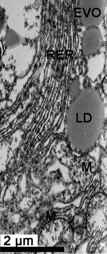 Figure 6.  Electron micrograph of oogenesis in female Protothaca (Notochione) jedoensis. An early vitellogenic oocyte (EVO). Note lipid droplets (LD) between well-developed rough endoplasmic reticula (RER) and mitochondria (M) in the cytoplasm of an early vitellogenic oocyte (EVO).