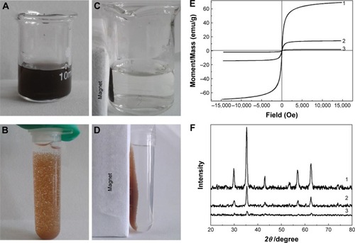 Figure 3 Magnetic properties of SPIO NPs and SPIO/Ca-ALG microspheres.Notes: (A and B) Photographs of SPIO NPs suspension and SPIO/Ca-ALG microspheres suspension in the absence of magnet. (C and D) Photographs of SPIO NPs suspension and SPIO/Ca-ALG microspheres in the presence of a magnet. (E) Hysteresis loops and (F) X-ray diffraction patterns of SPIO NPs suspension (10 mg/mL, curve 1), SPIO/Ca-ALG microspheres suspension containing 6.0 mg/mL SPIO (curve 2), and 0.6 mg/mL SPIO (curve 3), respectively.Abbreviations: SPIO, superparamagnetic iron oxides; Ca-ALG, calcium alginate.