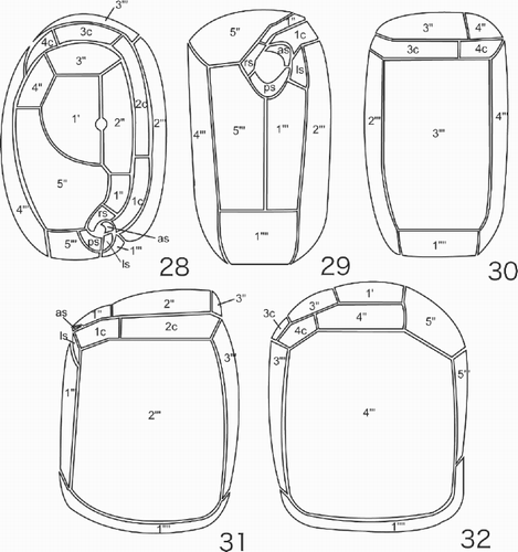Figs 28–32. Line drawings of the thecal plate arrangement in Pileidinium ciceropse, gen. et sp. nov. Fig. 28. Apical view. Fig. 29. Ventral view. Fig. 30. Dorsal view. Fig. 31. Left lateral view. Fig. 32. Right lateral view.