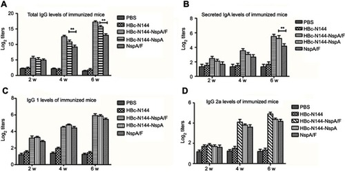 Figure 5 HBc-N144-NspA/F and HBc-N144-NspA elicit superior specific antibodies compared with recombinant NspA+F vaccination. Balb/c mice were immunized intramuscularly with VLPs (n=6), recombinant NspA protein (n= 6), or PBS (n =6). (A) Time schedule for vaccination to elicit total IgG antibodies. (B) Anti-NspA titers of secreted IgA in vaginal lavage fluid determined by ELISA. Plates were coated with 10 μg/mL purified recombinant rNspA. Serum samples were diluted 100-fold for all assays. (C) IgG1 production elicited by immunization. (D) Levels of IgG2a generated by immunization. **p<0.05.Abbreviations: VLPs, virus-like particles; PBS, vaccinated with PBS; HBc-N144, vaccinated with the N terminal 144 amino acids at the hepatitis B core protein; HBc-N144-NspA, vaccinated with Neisserial surface protein A fused with the N terminal 144 amino acids of the Hepatitis B core protein; HBc-N144-NspA/F, vaccinated with of the HBc-N144-NspA fusion protein plus Freund’s adjuvant; NspA/F, vaccinated with Neisserial surface protein A plus Freund’s adjuvant.