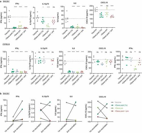 Figure 2. Dexamethasone suppresses RNA-LPX vaccine induced release of immune-response promoting cytokines. (a), Serum cytokine levels were analyzed in the serum of BALB/c mice (upper panel, n = 7 for control, n = 6 for groups treated as described in Figure 1(a)) and of C57BL/6 mice (lower panel, n = 5, treated as described in Figure 1(b)) 6 h post first vaccination. Mean (line) and individual values (symbols) are shown. The dotted line represents the mean of the control group. (b), Comparison of mean serum cytokine levels 6 h after the first and the second gp70 vaccination in BALB/c (n = 7 for control, n = 6 for treated groups, treated as described in Figure 1(a)).